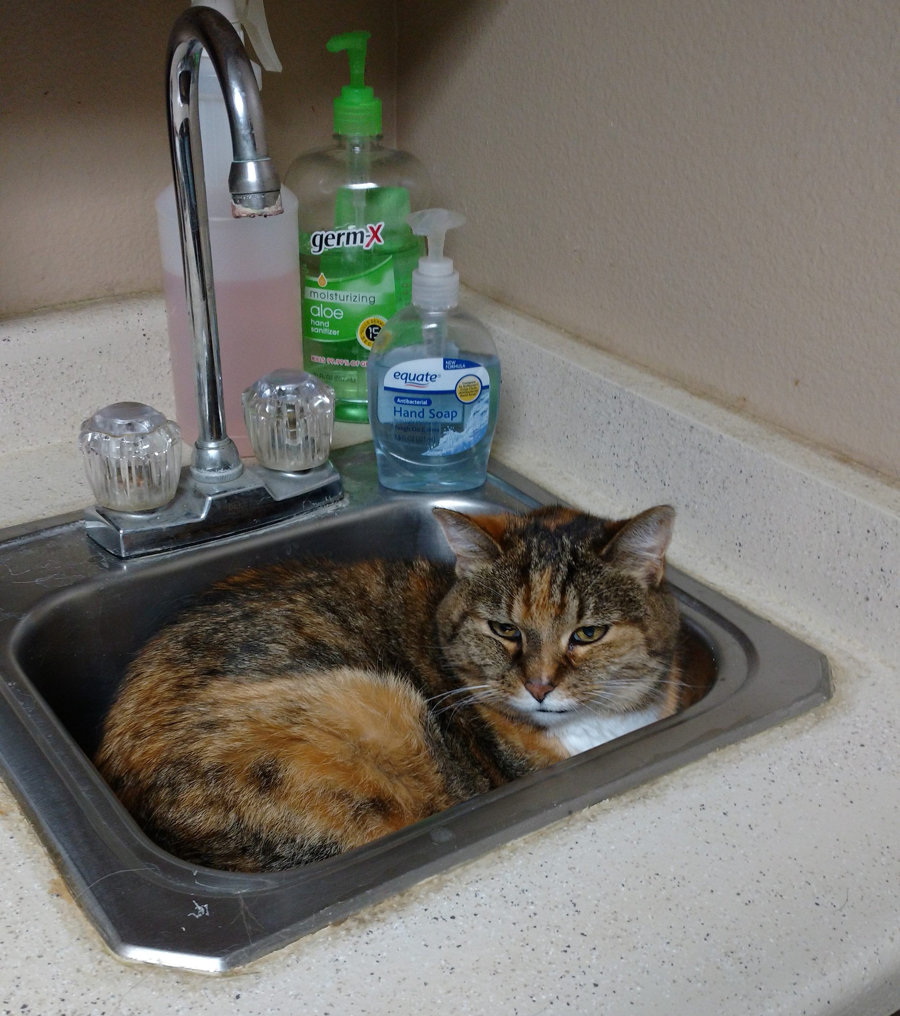 Cat in a sink at the vet